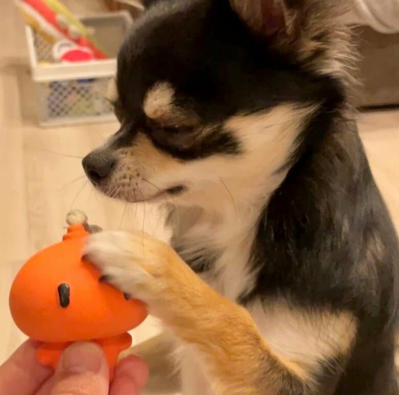 提供：チワワのごまじろーさん