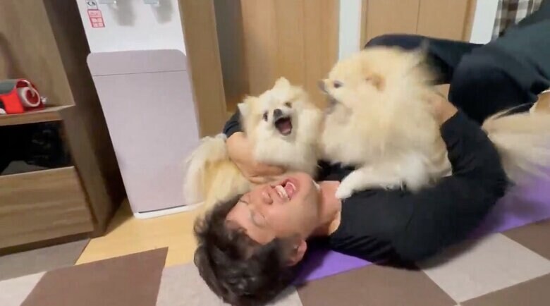 提供：愉快な3姉妹ポメラニアンちゃんねるさん