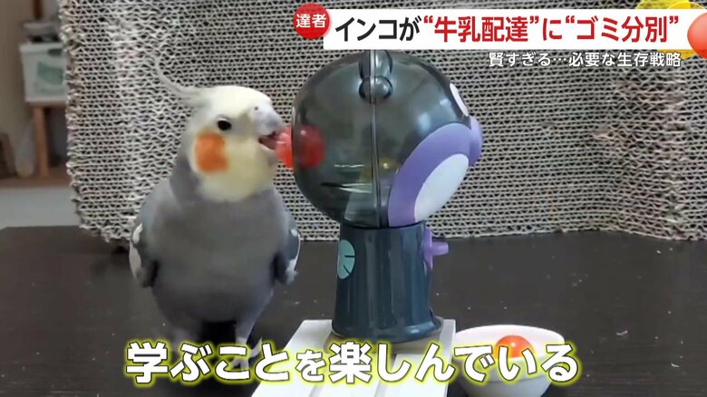 インコは学ぶことを楽しんでいるという（映像提供：@mocomaru0901）