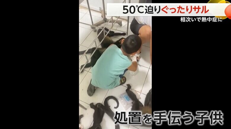 猛烈な熱波に襲われぐったりしていたサルの救護に子どもも加わっていた