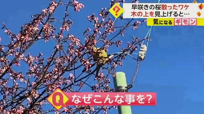 花をむしり取ると地面に落としていくインコ