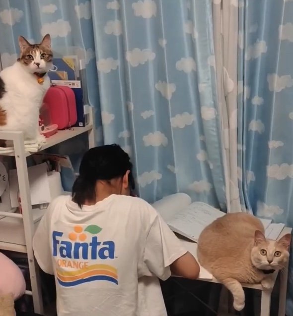 提供：nyaokoさん