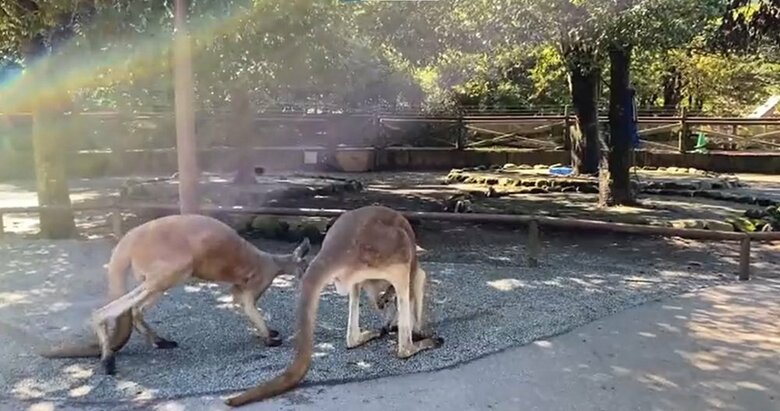 オスカンガルーの元へ移動する赤ちゃんカンガルー
