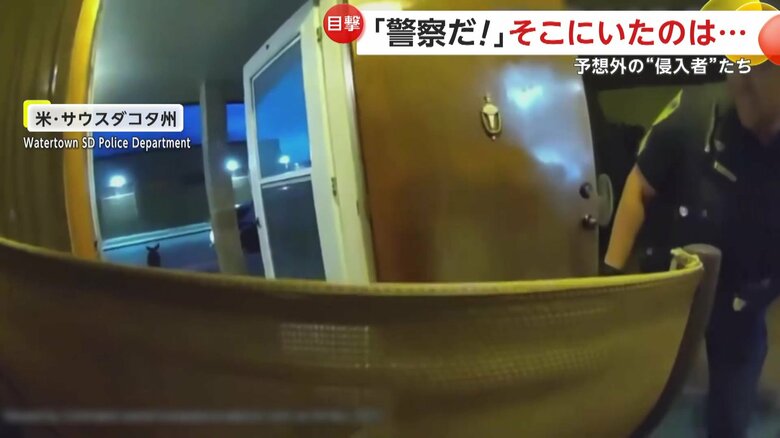 部屋を荒らしていた1頭のオスのシカ