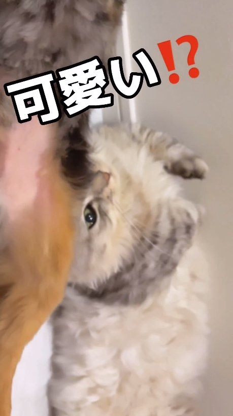 提供：チワックスの諭吉くん。さん