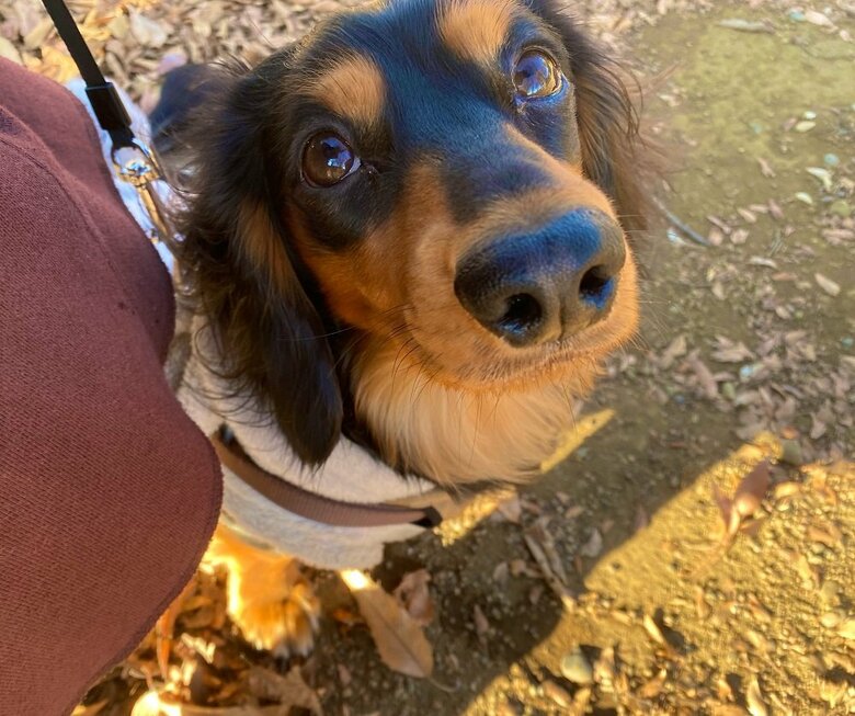 散歩中　飼い主さんを見上げている