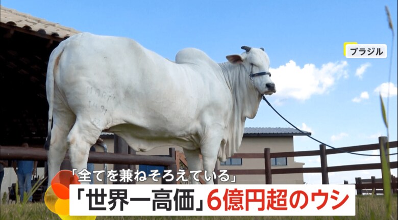 6億円以上の超高額で落札された「世界一高価なウシ」