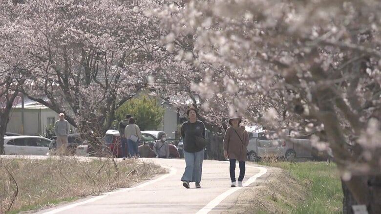 川沿いを歩きながらサクラを楽しむ人