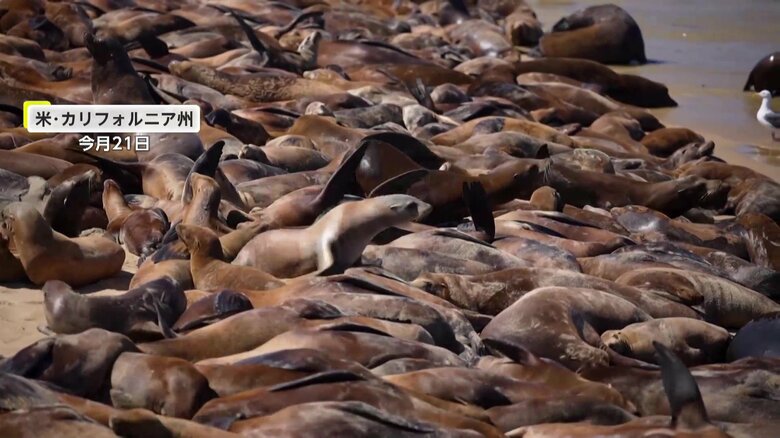 ビーチを占拠する大量のアシカ