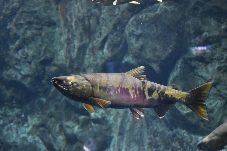 「ブナ毛」と呼ばれる成熟したオスの鮭（シロザケ）