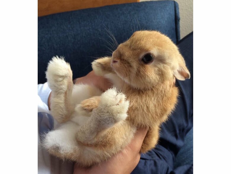 アンジーちゃん（提供：うさぎと暮らしと。さん）