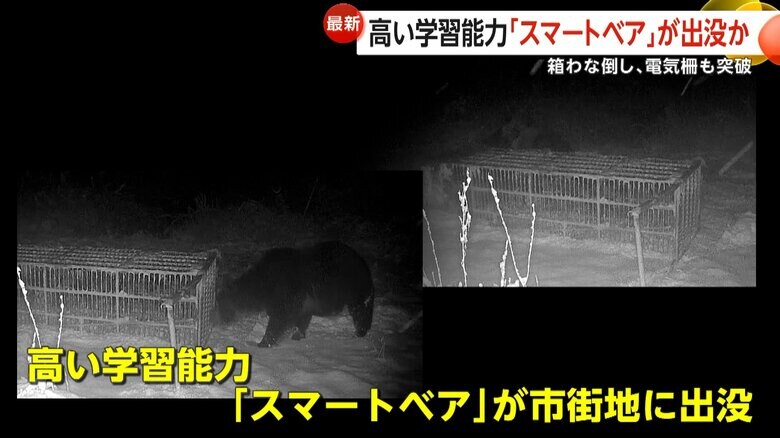 箱わなをひっくり返すクマ（林豊行さん）