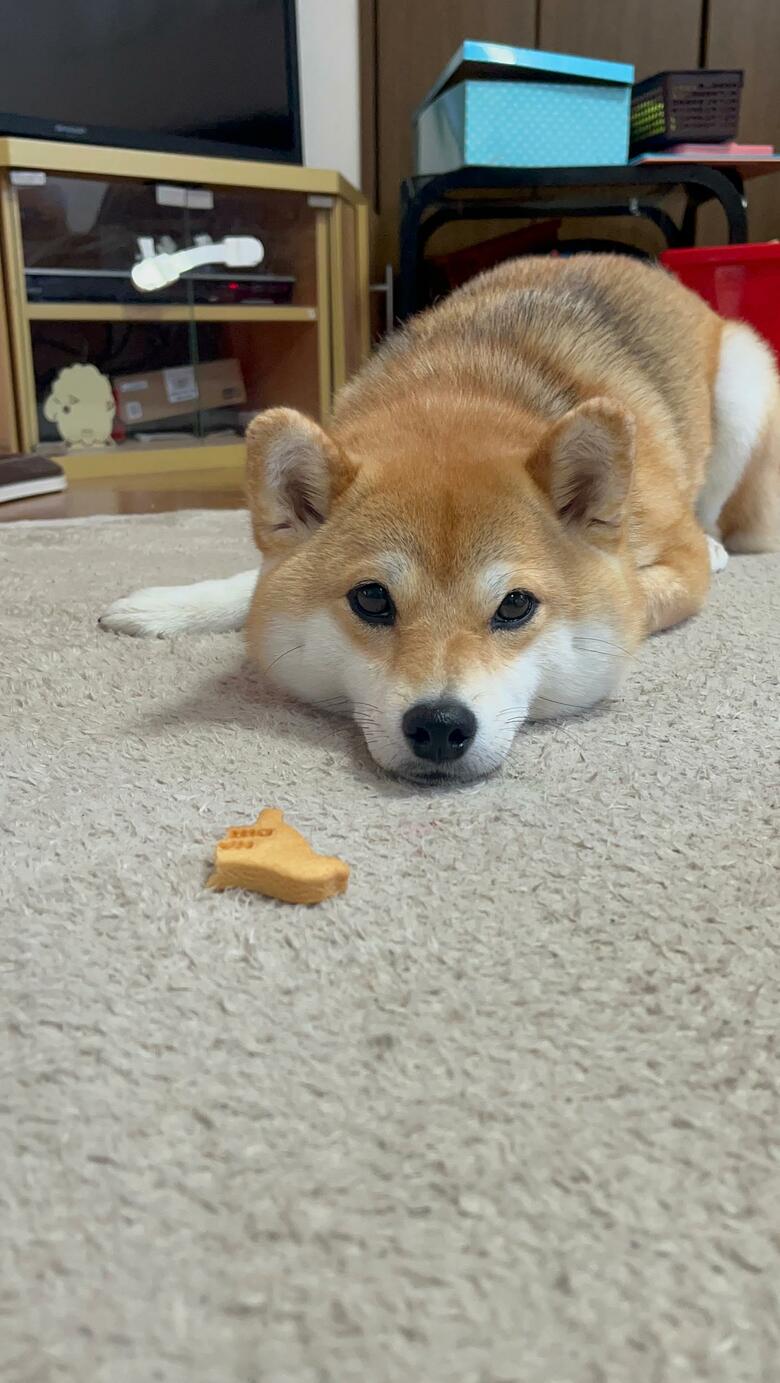 提供：柴犬ゆきちゃん