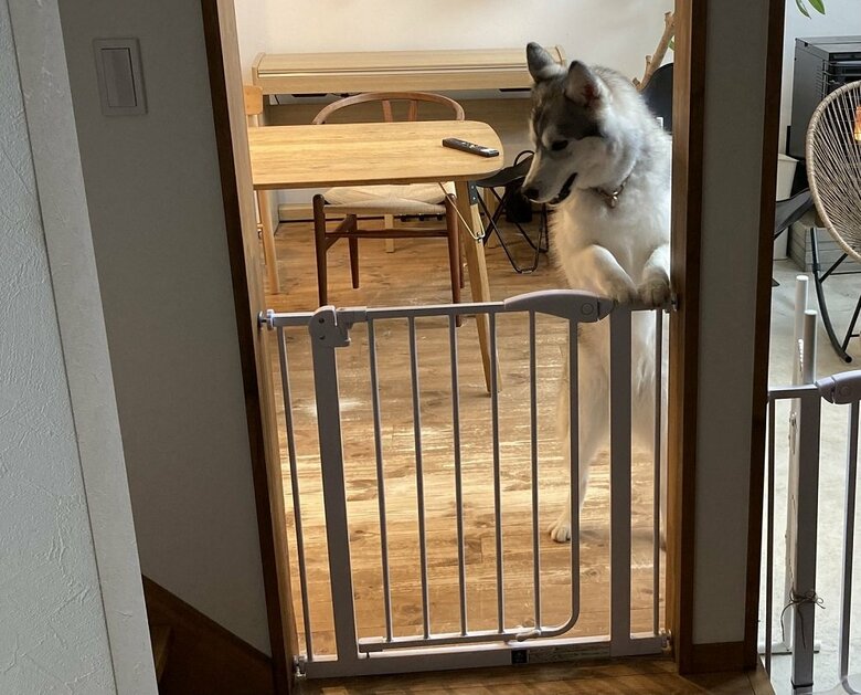 普段のお出迎えの様子