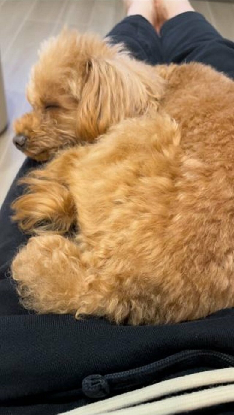 ママさんも大好き　膝上でぐっすり