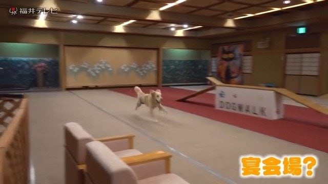 宴会場を改装したドッグラン