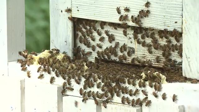 ミツバチたちに感謝