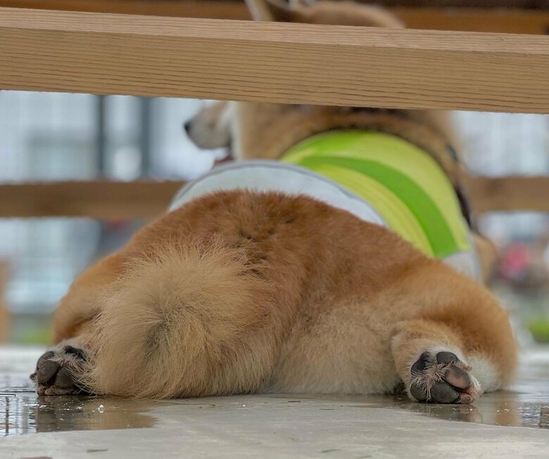 提供：柴リアンハスキーもちごめ兄弟さん