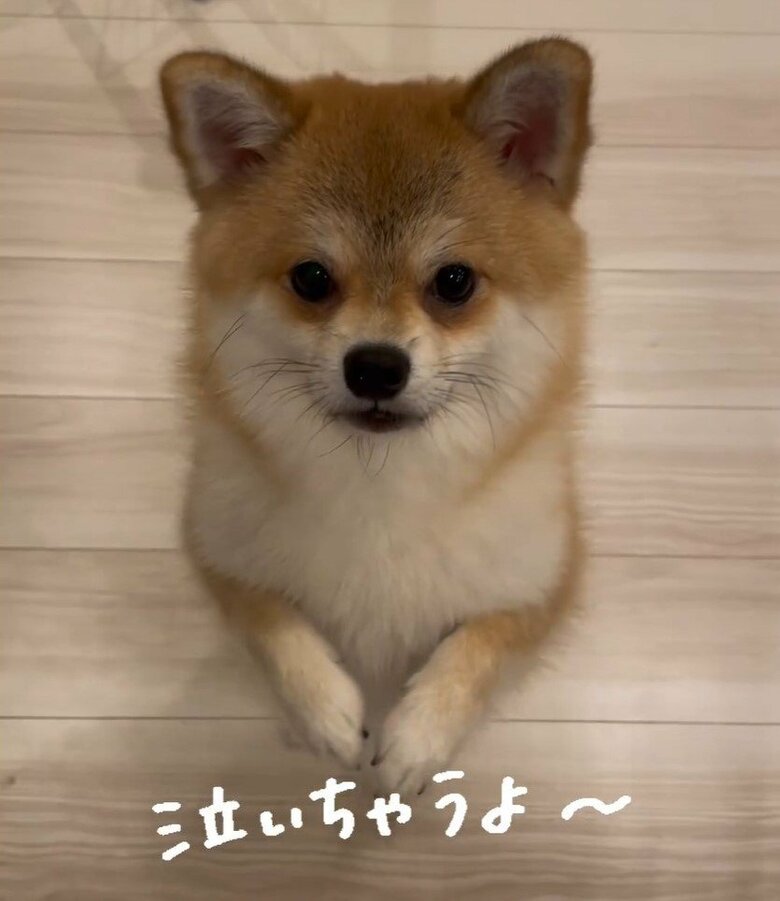 寂しそうな時も分かりやすい