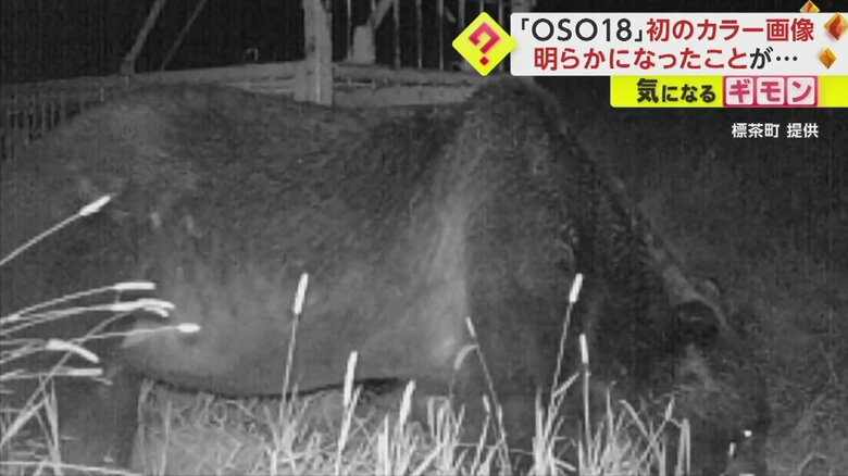 白黒画像で捉えられた「OSO18」