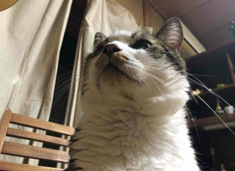 先代猫のちびくんも爪とぎしていたという