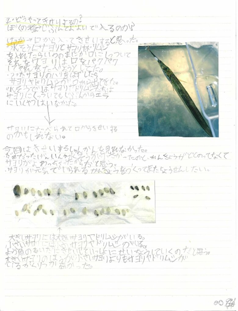 9ペ－ジ目（サヨリヤドリムシでしらべてみた・寄生方法）
