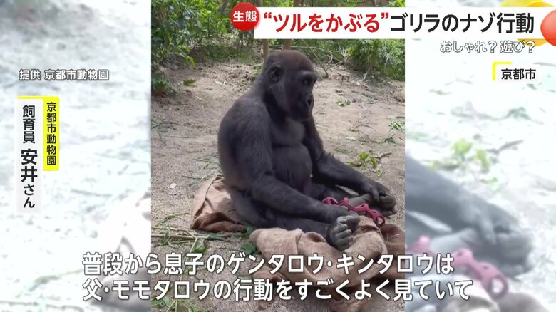 父・モモタロウを見つめる息子