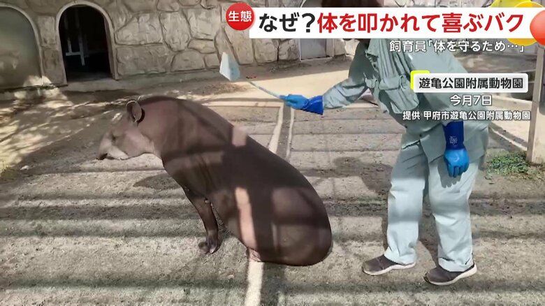 嫌がらず背中を差し出すプーロ君（提供：甲府市遊亀公園附属動物園）