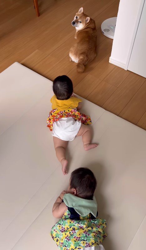 むぎちゃんを後追い中（提供：柴犬　むぎさん）
