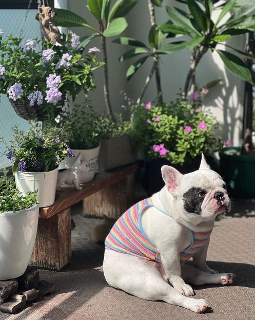 提供：こぶしさん