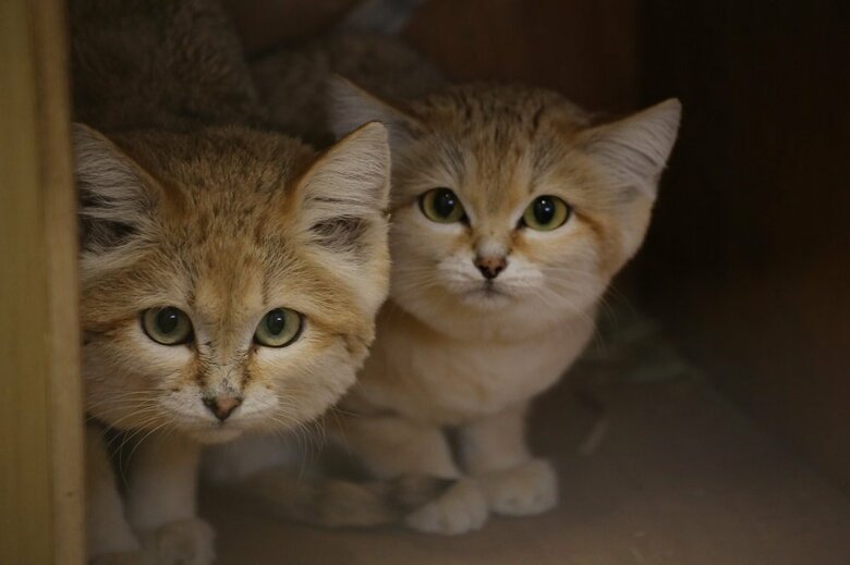 シャリフ（左）とジャミール（右）（画像提供：那須どうぶつ王国）