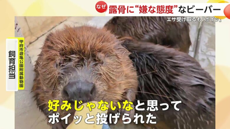 「好みじゃないなと思ってポイッと投げられた」と話す飼育員