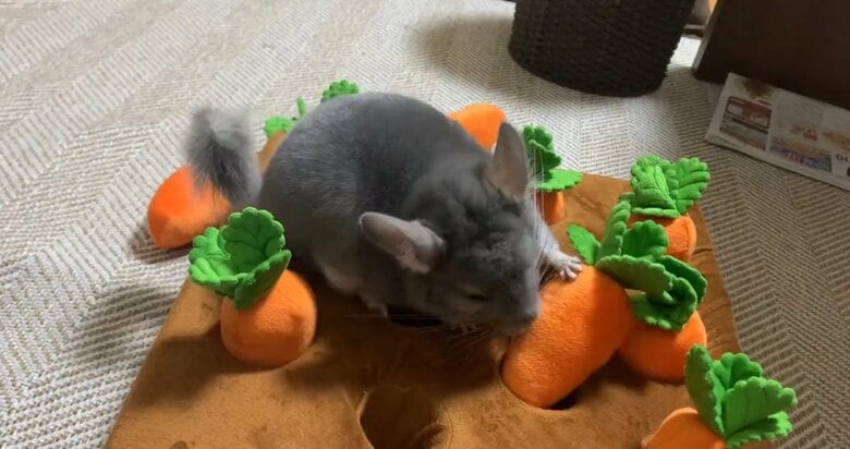 提供：金太郎の日常さん