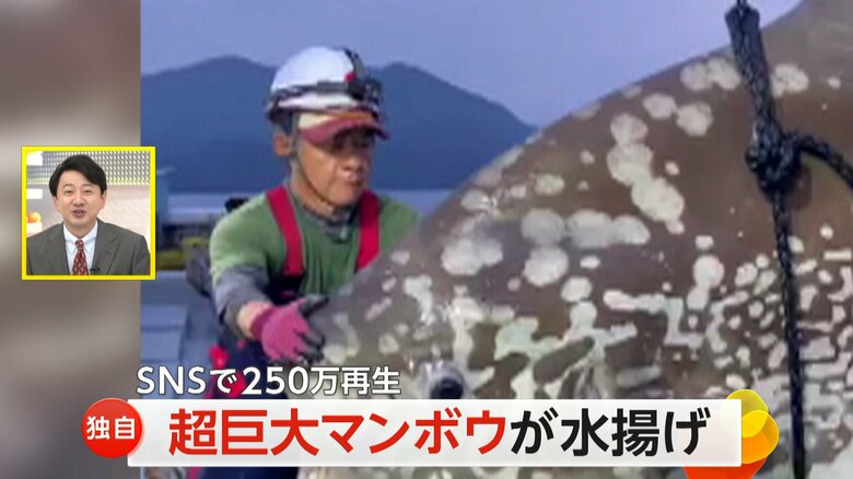 一緒に映る漁師さんと比べると大きさが一目瞭然の推定3m超巨大マンボウ