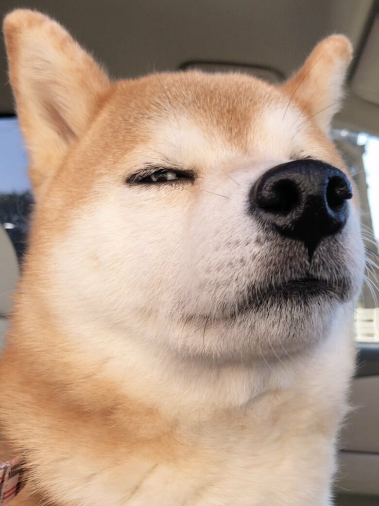 飼い主のことを超薄目で確認中（提供：柴犬ももさん）