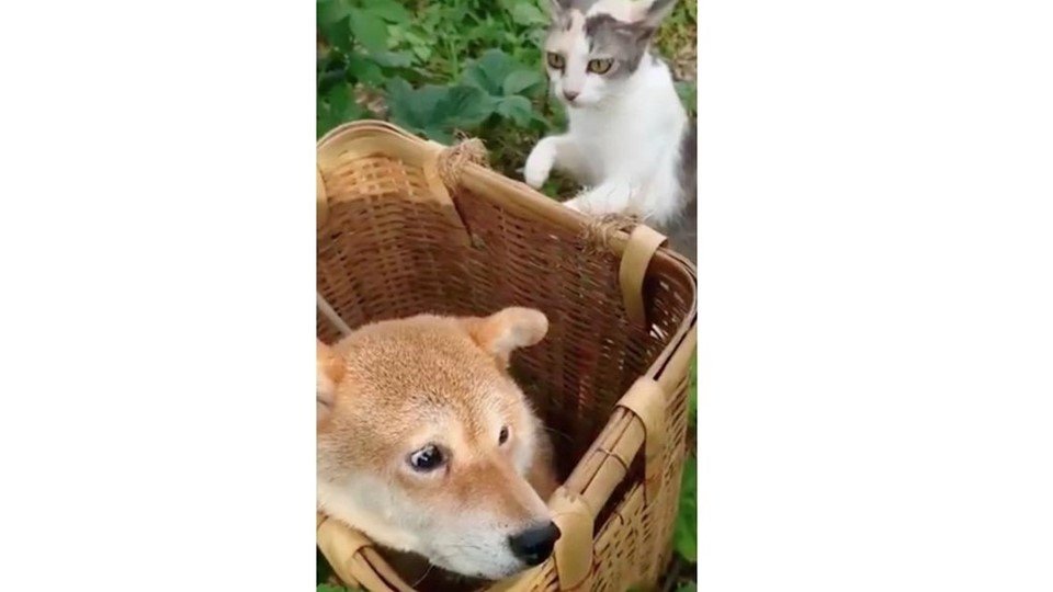 恐くて振り返れない 背後から近づく猫に 怯える表情 の柴犬がかわいい 状況を飼い主に聞いた