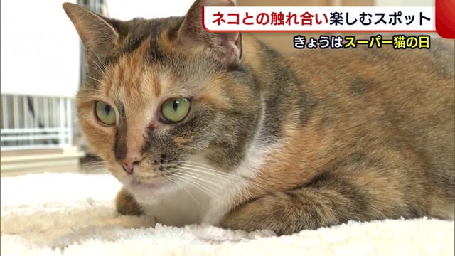 スーパー猫の日 ふれあい楽しむ ネコカフェ 新たな家族との出会いも 新潟 見附市