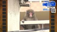 【広島あの日のきょう】市街地にサル出没！捕獲作戦（2009年）小学校に逃げ込み授業中断、学校は騒然