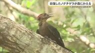 国の特別天然記念物ノグチゲラが森にかえる　迅速な救護リレーで治療・リハビリで回復