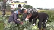 「横手やきそば」に欠かせないキャベツ、児童が収穫　採れたてのおいしさを満喫　秋田・横手市