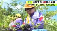 高齢化等で担い手不足が深刻…岐阜県高山市の特産品『高原山椒』地元の小学生が収穫を体験し農家の現状など学ぶ