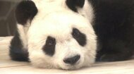 【速報】パンダの「タンタン」天国へ　神戸で長年愛され“おばあちゃん”になってもみんなにとって永遠に「神戸のお嬢さま」
