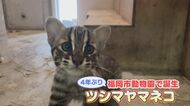 絶滅危惧種ツシマヤマネコ 動物園で4年ぶり誕生した子ネコの名前は『なぎ』 “対馬の海のような穏やかな未来を願う”名前に 【福岡発】