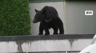 捕獲想定数200頭　クマ被害受け岩手県が「指定管理捕獲」を初めて通年で実施　