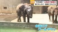 「サウナみたいな暑さ」愛媛県内１２地点で猛暑日　人間も動物も暑い！熱中症への対策を忘れずに【愛媛】