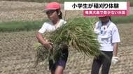 水田が少ない奄美大島で小学生が稲刈り体験　龍郷町