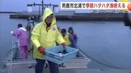 季節ハタハタ漁、男鹿市北浦では今季の漁を終える　漁獲量は昨季のわずか4％にとどまる　秋田