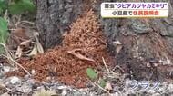 畑で実際に「フラス」を確認…小豆島町の住民が特定外来生物・クビアカツヤカミキリの防除を学ぶ【香川】