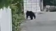 「クマが1頭捕まっても、2頭3頭いるのかな」住宅街で目撃相次ぐ　小中学校では保護者の付き添いや集団での登下校　発見に至らず…「安心できない」