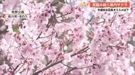 【高知・桜情報】佐川・牧野公園が満開！県内各地で咲き始め、今週末はお花見日和